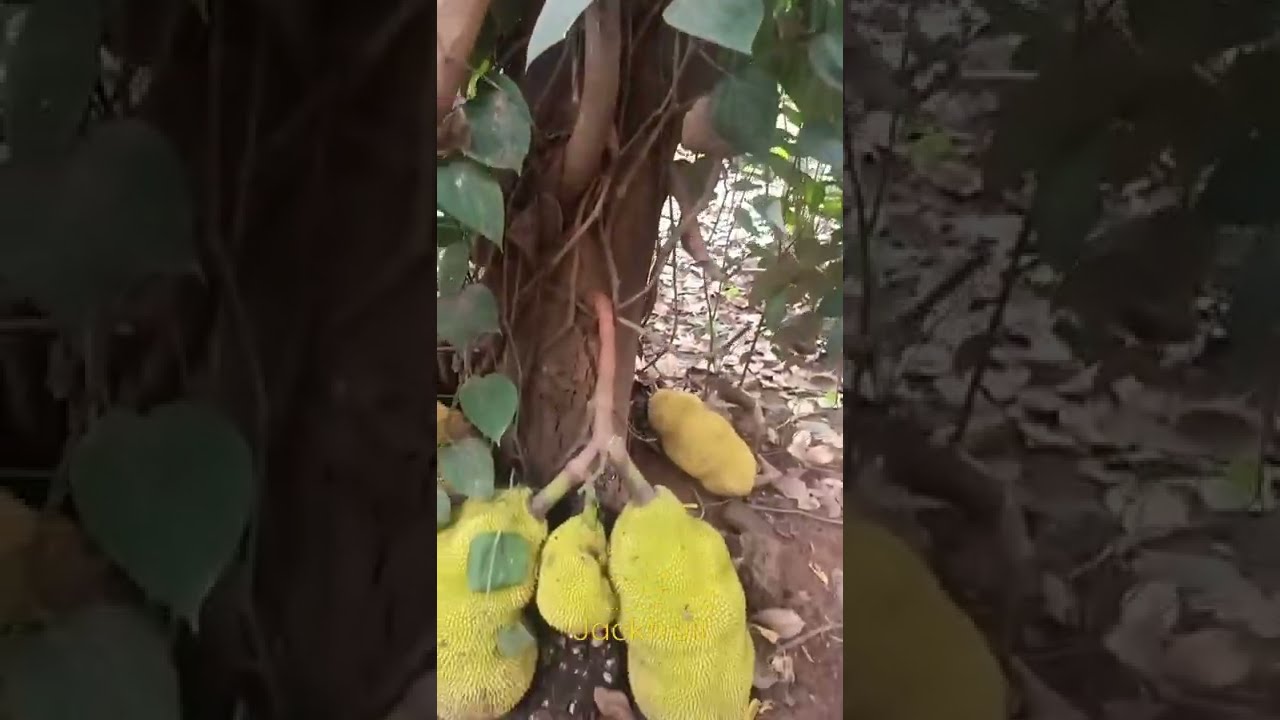 Jackfruit