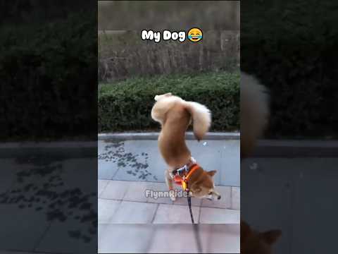 My Friends Dog vs My Dog 😭... Part IV #shorts #funny