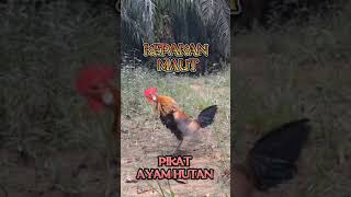 Download lagu SUARA KEPAKAN SAYAP PIKAT AYAM HUTAN MERAH SUMATRA #chicken #ayam #rooster #funny #birds #ayamhutan mp3 Download lagu SUARA KEPAKAN SAYAP PIKAT AYAM HUTAN MERAH SUMATRA #chicken #ayam #rooster #funny #birds #ayamhutan mp3