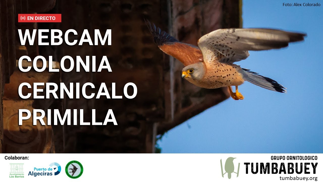 Live webcam view of Colonia de Cernícalos Primillas