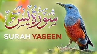 Surah Yaseen | Yasin | Episode 052 | Daily Quran | Tilawat Surah Yasin | Yasin Full Surah