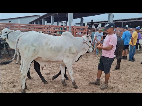 FEIRA DE GADO DE LAGOA DE PEDRAS-RN, 09.03.2026