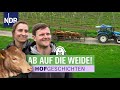 Störrische Jungrinder Ziehen Auf Die Weide Hofgeschichten Leben Auf Dem Land 330 NDR