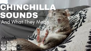 Chinchilla Sounds Compilation, Description, and Meaning