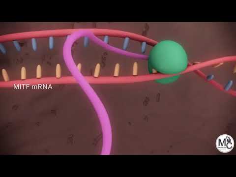 BCN Lumen (Whitening Peptide for melasma)