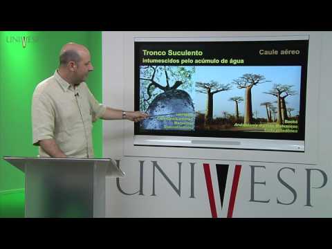 Plant Morphology - Lesson 12 - Stem - Morphology