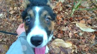 Dashee's travels
The Bravery Boost Puppy
Episode 5. Imprinting and Bad habits - Shaping your per
