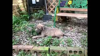 Bandog Puppies Videos