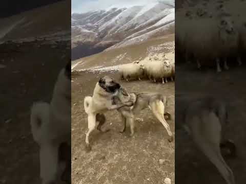 Wolf attack on sheep and shepherd dog defend! #shorts #animals #wolf #dog
