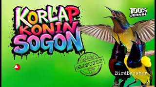 Download lagu BURCIL NEMBAK KASAR TAJAM KORLAP KONIN SOGON GACOR FULL ISIAN MATERI MEWAH mp3