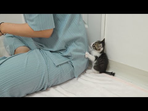 A Baby Kitten Wants to Help Humans When They Work