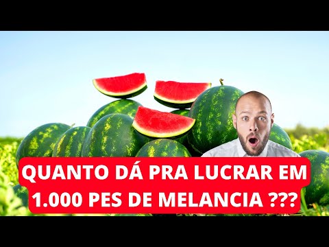 , title : 'QUANTO DÁ PRA LUCRAR EM 1.000 PÉS DE MELANCIA?'