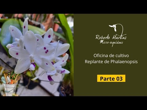 , title : 'Oficina de Cultivo - Replante de Phalaenopsis. Parte 03 - Live gravada em 03/04/2.022