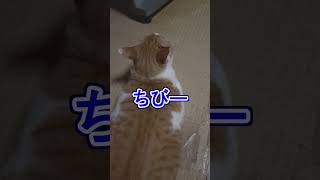 深夜にねことおしゃべり【猫・ペット動画】