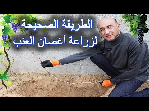 , title : 'الطريقة الصحيحة لزراعة اغصان العنب في الارض, Planting Grape from Cuttings'