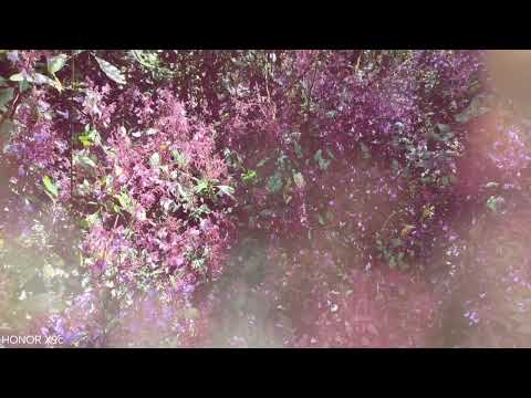 Nelu flowers in #hortan plains, #Nuwaraeliya #srilanka #flowers 