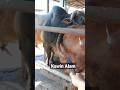 Ketika Ga Bisa Kawin IB Kawin Alam Solusinya Fypシ Shorts Sapi Cow