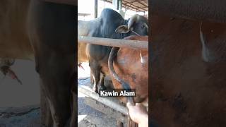 Download lagu Ketika ga bisa kawin IB, kawin alam solusinya #fypシ #shorts #sapi #cow mp3 Download lagu Ketika ga bisa kawin IB, kawin alam solusinya #fypシ #shorts #sapi #cow mp3