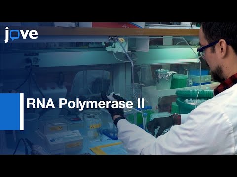 RNA Polymerase II Elongation Complex for cutting RNA Co-transcription | Protocol Preview