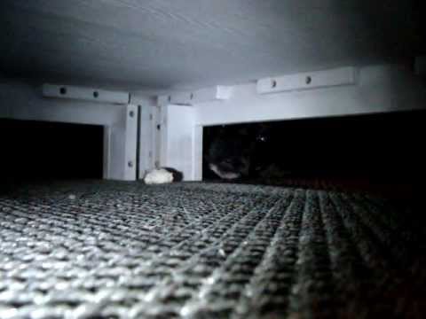 Les malheurs de Miss CloClo :)