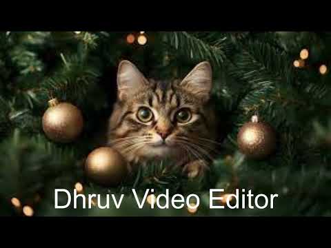 Cat New Video 2025