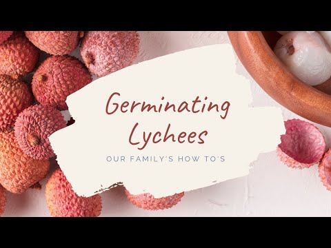 How To Germinate a Lychee Plant from Seed   I   Container Growing for Lychee Tree