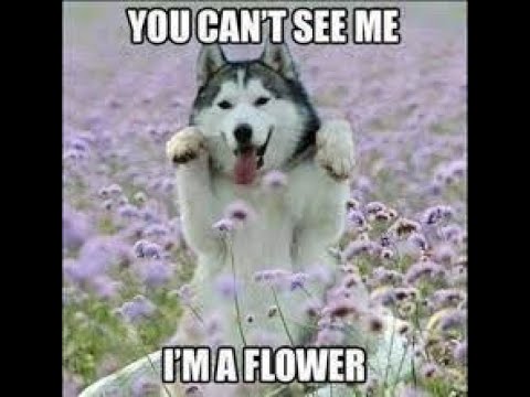 Funniest TikTok Dogs and Cats #10😂 Try Not to Laugh with TikTok Animals 2023