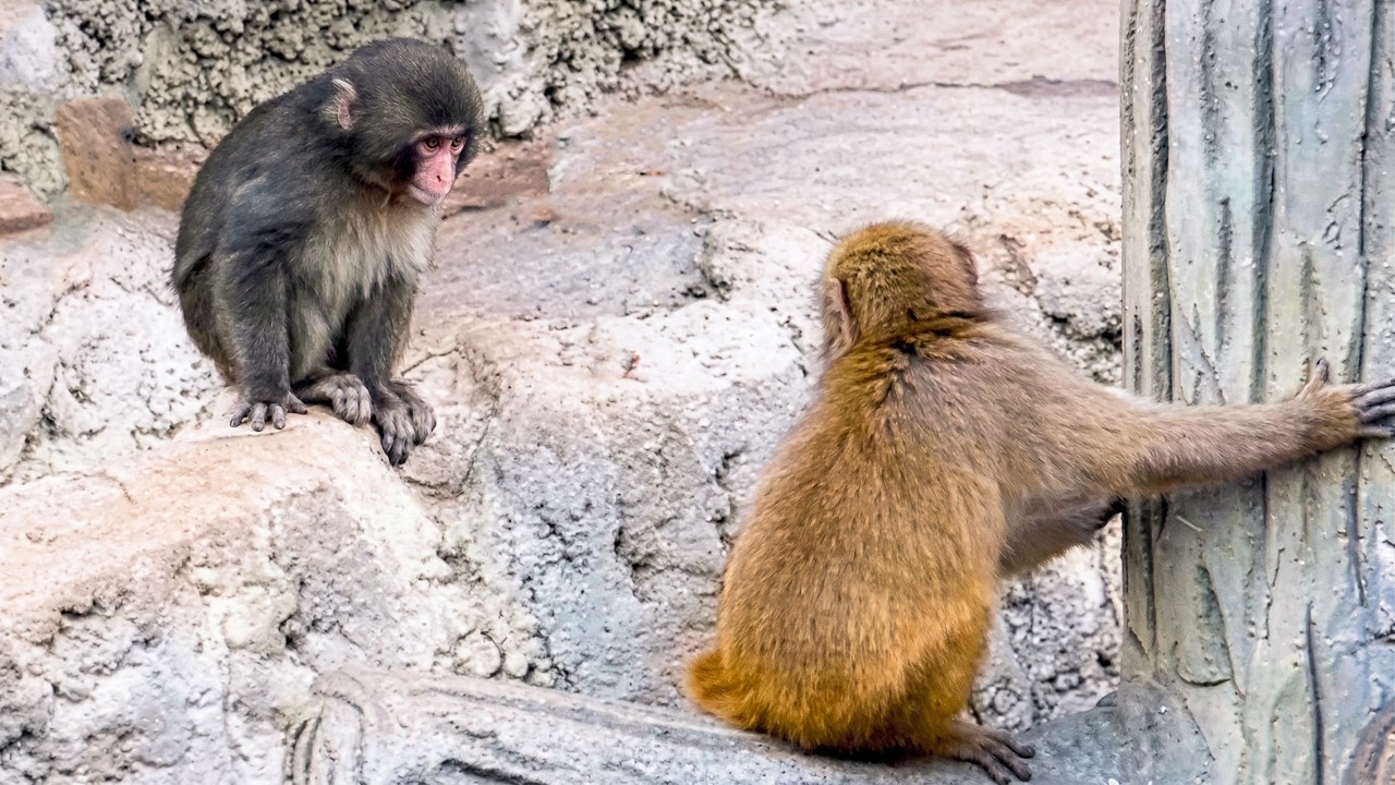 Is she Punch’s big sister? Her kindness melts your heart
