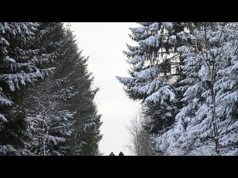 Lage in Wäldern trotz Erfolgen gegen Borkenkäfer angespannt - WELT
