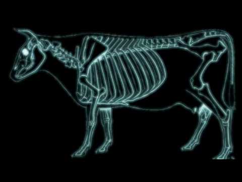 BASS 'n' BOLLE at bardàn