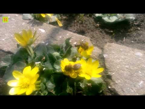 Горицвет - весенний медонос на пасике