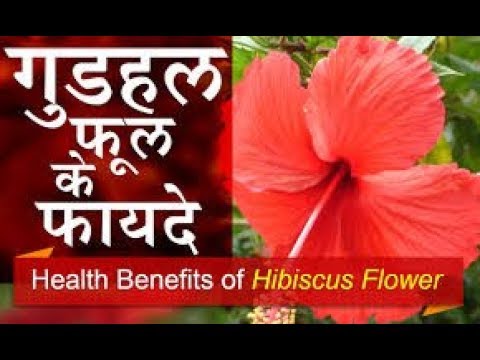 hibiscus rosa-sinensis plant iगुड़हल का पौधा Video