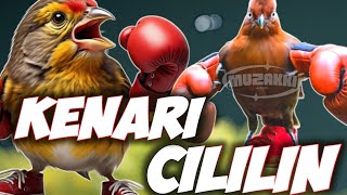 Download lagu DUEL PANJANG!!! KENARI VS CILILIN ROLL PANJANG || CILILIN SAMBUNG KENARI || KENARI SAMBUNG CILILIN mp3
