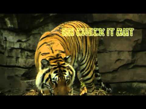 April 18th Power Trading Hour with David White on TFNN - 2016