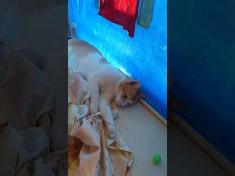 Cat playing video inside her toy house