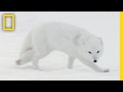 北極キツネ