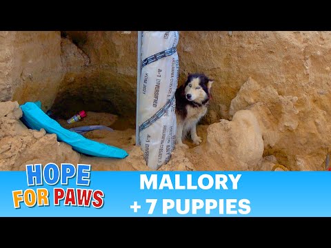 Abandoned Husky and puppies rescued just in time! ????????