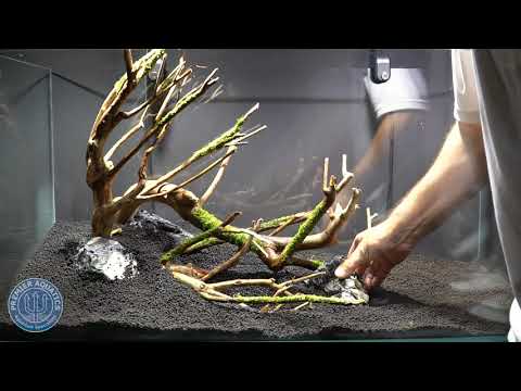Waterbox Clear 3618 Planted Aquascape