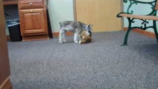 preview picture of video 'Misty Deno 8/22/10 Hillside Veterinary Clinic, Mount Vernon, Ohio'