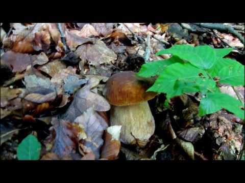 Solona Salaj Romania   2016