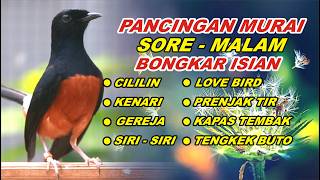 Download lagu 🔴 LIVE 39 - PANCINGAN MURAI BATU PAGI HARI FULL ISIAN TEMBAKAN, MELATIH MURAI EMOSI BONGKAR ISIAN mp3