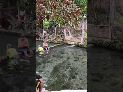 Nahulingo sonsonate! el pescadito de oro