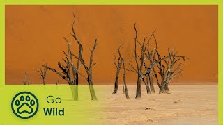 Extraordinary Ecosystems | Go Wild