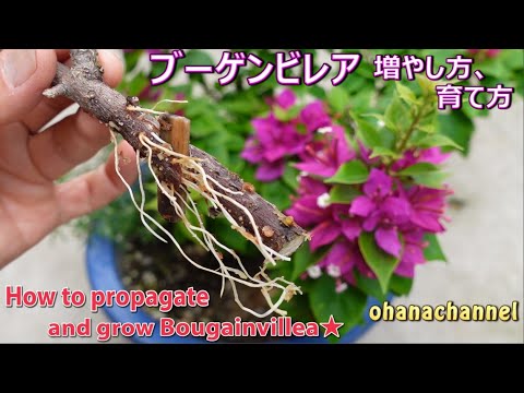 冬のブーゲンビリアの飼い方は？どこに置き、どのような越冬をすれば健康に保てますか？  庭園