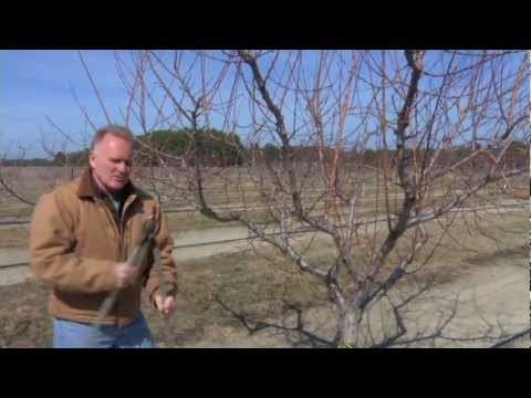 download lagu mp3 mp4 Canadian White Blenheim Apricot Tree, download lagu Canadian White Blenheim Apricot Tree gratis, unduh video klip Canadian White Blenheim Apricot Tree