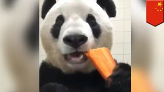 Watch this video of a panda eating a carrot because it&#39;s cute - TomoNews