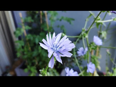 Cykoria podróżnik - kwiaty - właściwości zioła