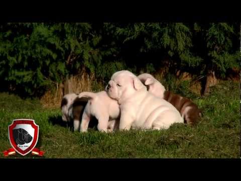 1ª Camada (litter) Vox Populi Bulldogs (Ocobo Candy King & Gengisbulls Zakia at Vox Populi 25 Days