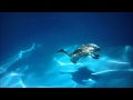 Australian Wood Duck Swimming Underwater