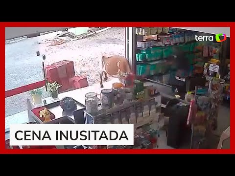 Vaca 'atropela' mulher e invade supermercado em Minas Gerais